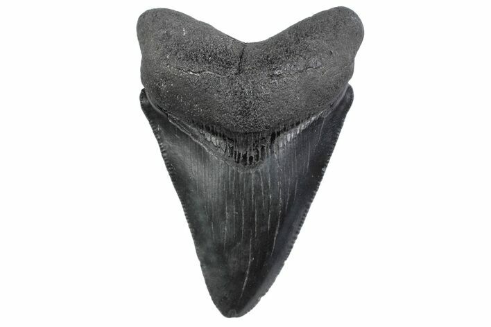 Serrated, Fossil Megalodon Tooth - South Carolina #370449
